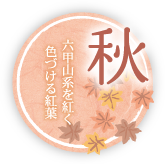 秋-六甲山系を紅く色づける紅葉